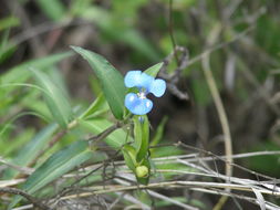 Image of commelina