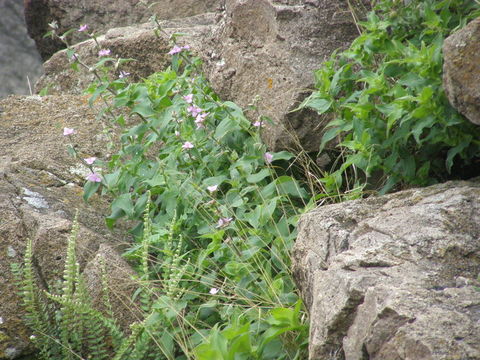 Image of leatherleaf spiderwort