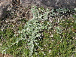 Image of silver ponysfoot