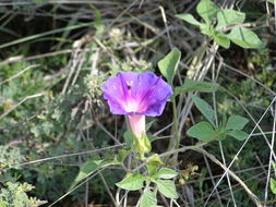 Слика од Ipomoea pubescens Lam.