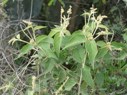 Image of Croton morifolius Willd.