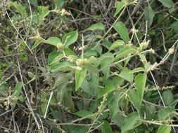 Image of Croton morifolius Willd.
