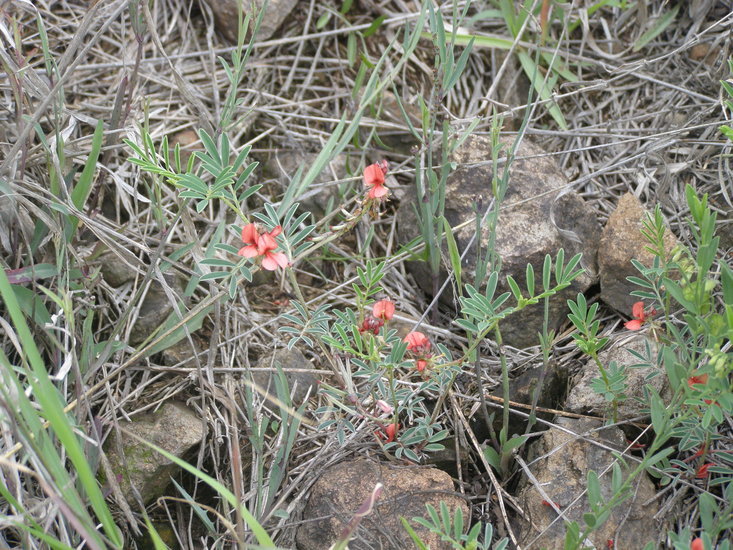 Слика од Indigofera miniata Ortega