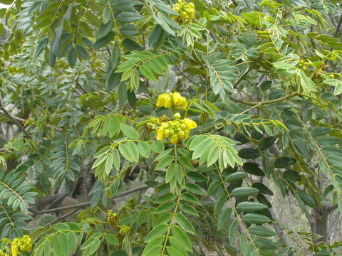 Imagem de Senna multiglandulosa (Jacq.) H. S. Irwin & Barneby