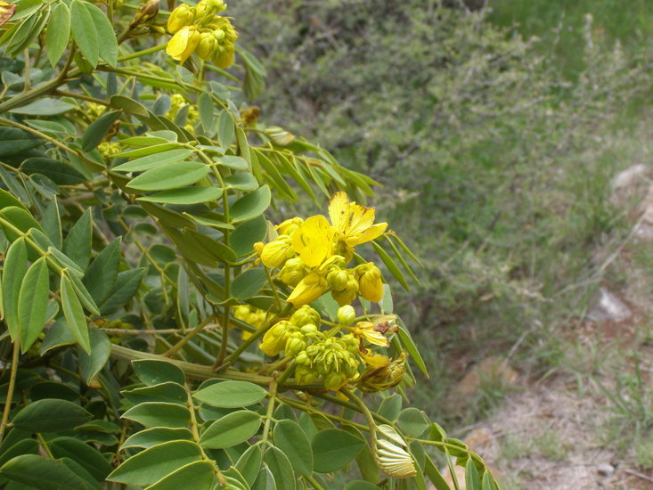 Imagem de Senna multiglandulosa (Jacq.) H. S. Irwin & Barneby