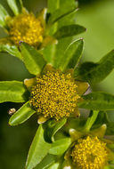 Image of Trifid Bur-marigold