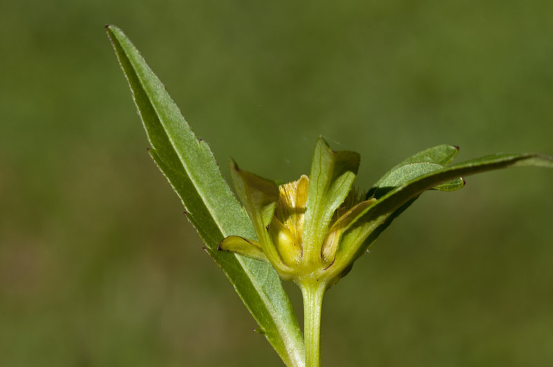 Image of Trifid Bur-marigold