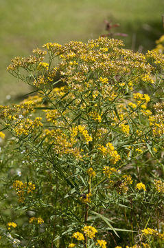 Image de Euthamia graminifolia (L.) Nutt.