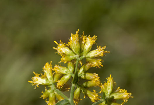 Image de Euthamia graminifolia (L.) Nutt.