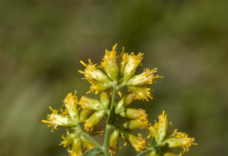 Image of flat-top goldentop