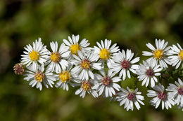 Image of calico aster