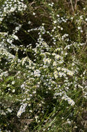 Image of calico aster