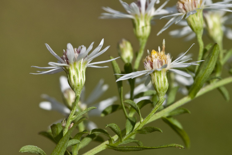 Image of calico aster