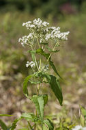 Image of common boneset