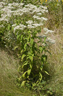 Image of common boneset