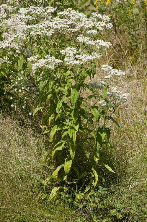 Image of common boneset