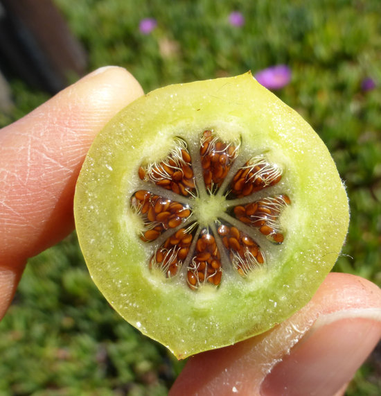 Image of ice plant