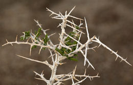 Image of black greasewood