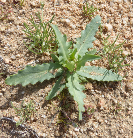 Image of snake's head