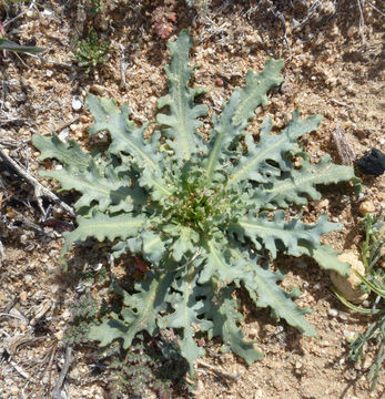 Image de Malacothrix coulteri Harv. & Gray ex A. Gray