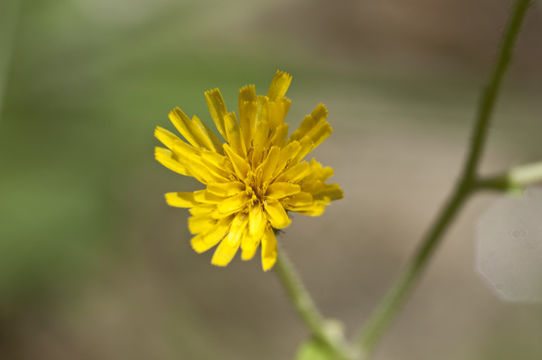 Imagem de Hieracium scabrum Michx.