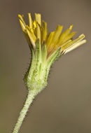 Image of rough hawkweed