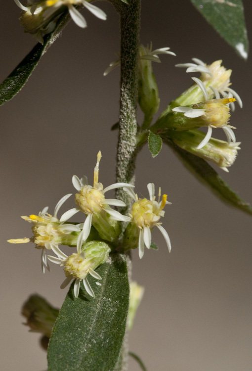 Image of white goldenrod