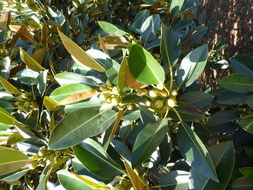 Image of Moreton Bay fig