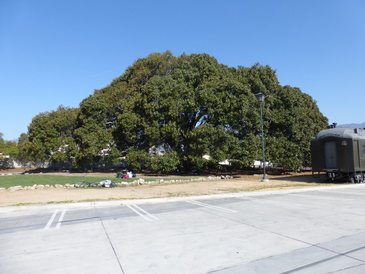 Image of Moreton Bay fig