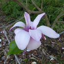 Image of Dawson's magnolia