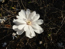 Image of Star Magnolia