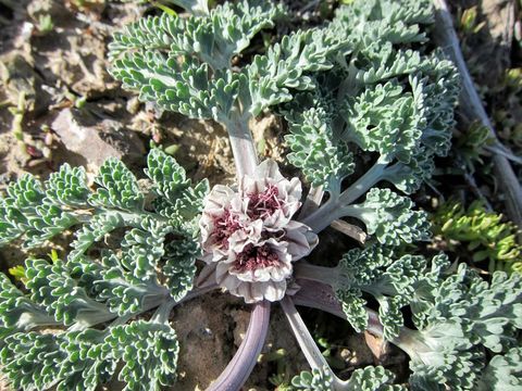 Imagem de <i>Cymopterus purpurascens</i>