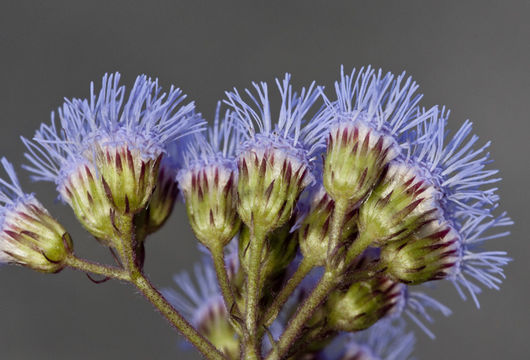 Image of blue mistflower