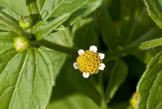 Image of <i>Galinsoga <i>parviflora</i></i> var. parviflora