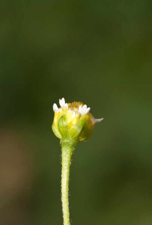 Image of <i>Galinsoga <i>parviflora</i></i> var. parviflora