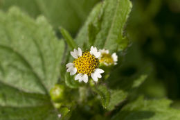 Image of shaggy soldier