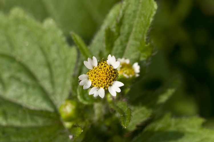 Image of shaggy soldier