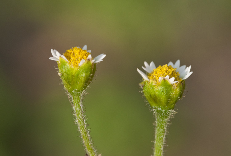 Image of shaggy soldier