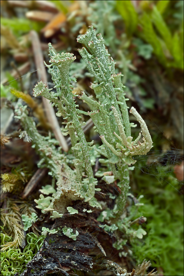 Image of cup lichen