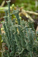 Image of cup lichen