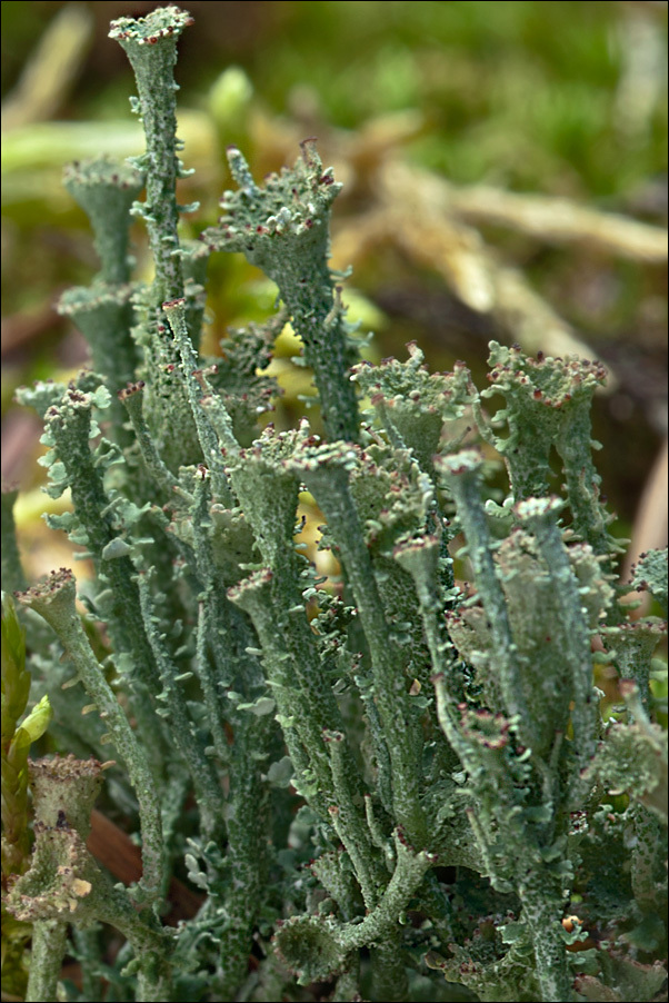 Image de Cladonia gracilis (L.) Willd.