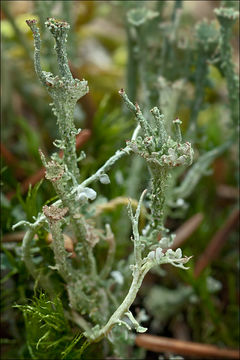 Image of cup lichen