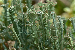 Image of cup lichen