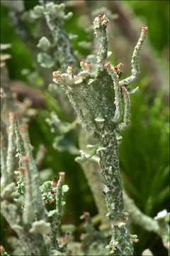 Image of cup lichen