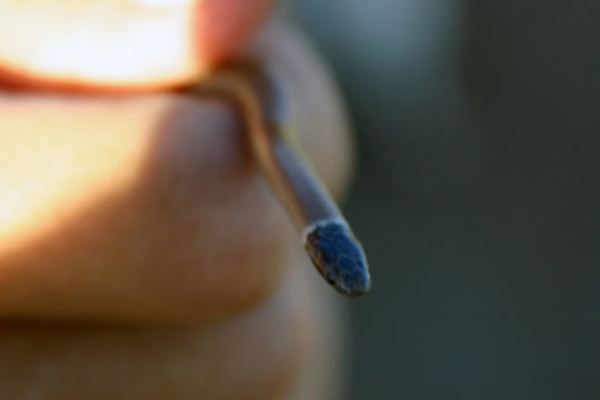 Image of Western Blackhead Snake