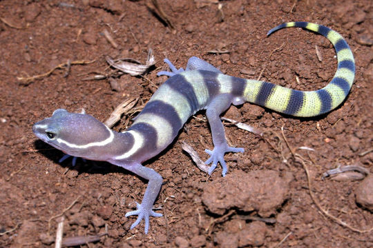 Image of Western Banded Gecko