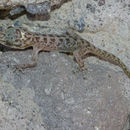 Image of Peninsula Leaf-toed Gecko