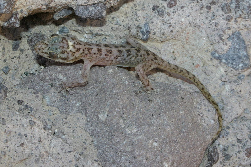 Image of Peninsula Leaf-toed Gecko