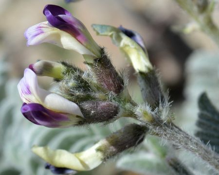 Image of widow's milkvetch