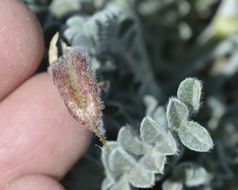 Image of widow's milkvetch